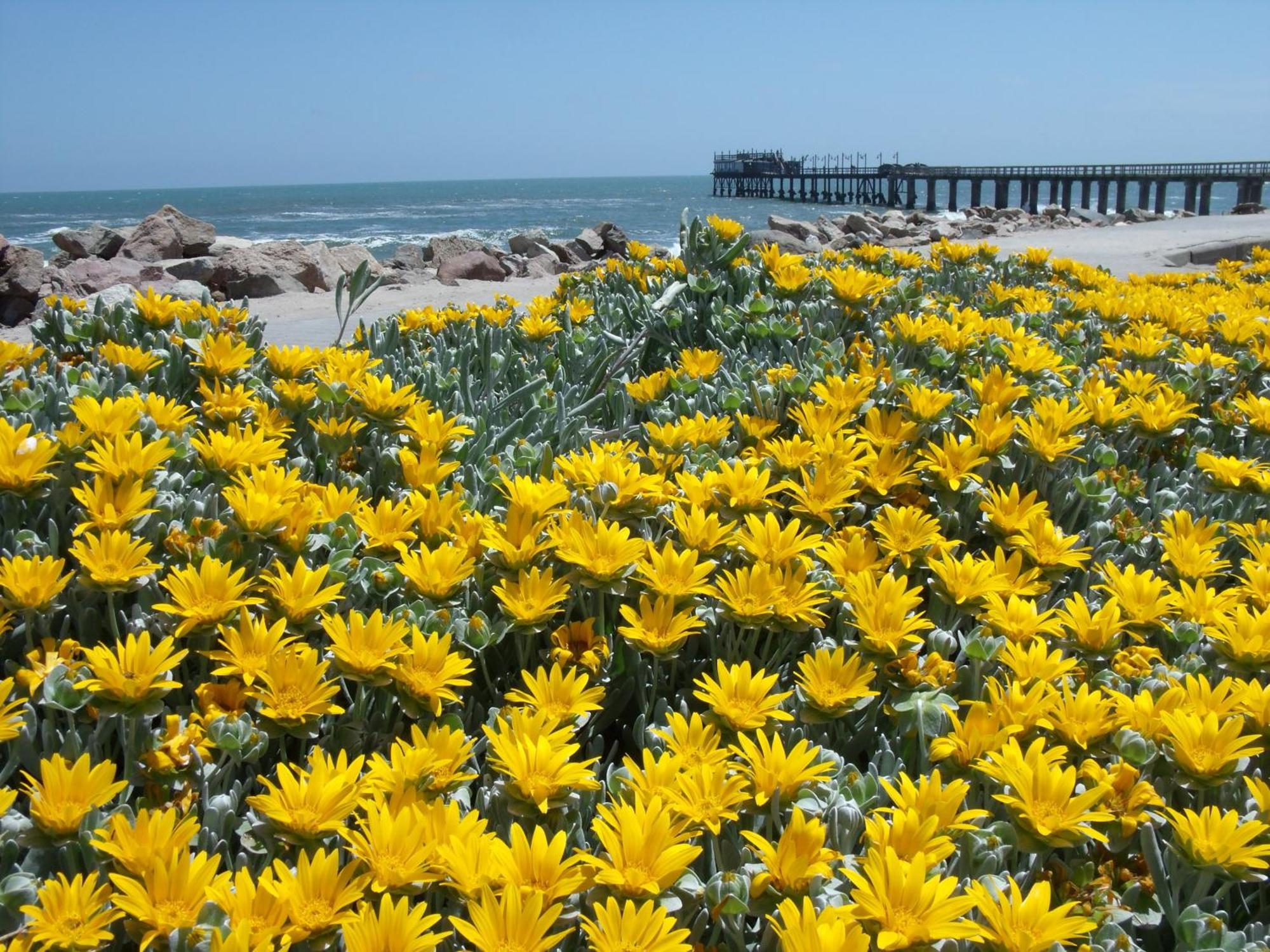 Chala-Kigi Apartments Swakopmund Zewnętrze zdjęcie